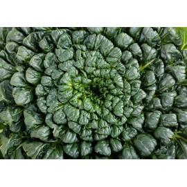 BmoreSpicy.com Tatsoi 200 - 4000 Seeds Green Asian Mustard Thick Tender High Vitamin! Spinach - 1000 seeds