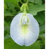 Buy Rare Seeds Clitoria ternatea Single Blue and White Mix