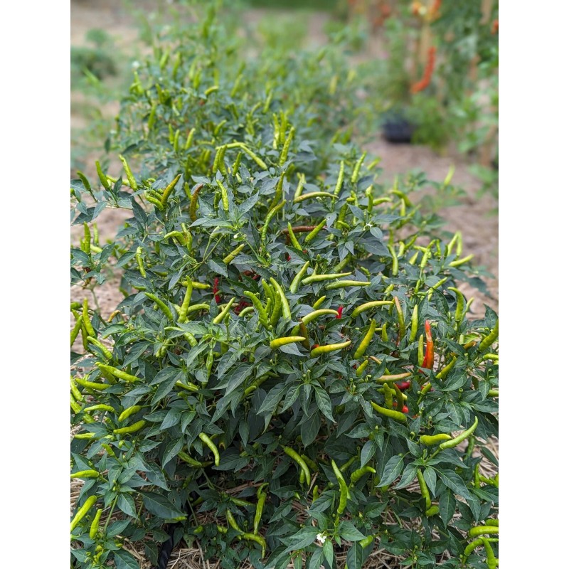 Fresh Cayenne (Cayenetta) Organic Pepper Seeds
