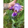 Bearded Iris 15 Bearded Iris Rhizomes – Easy to Grow,