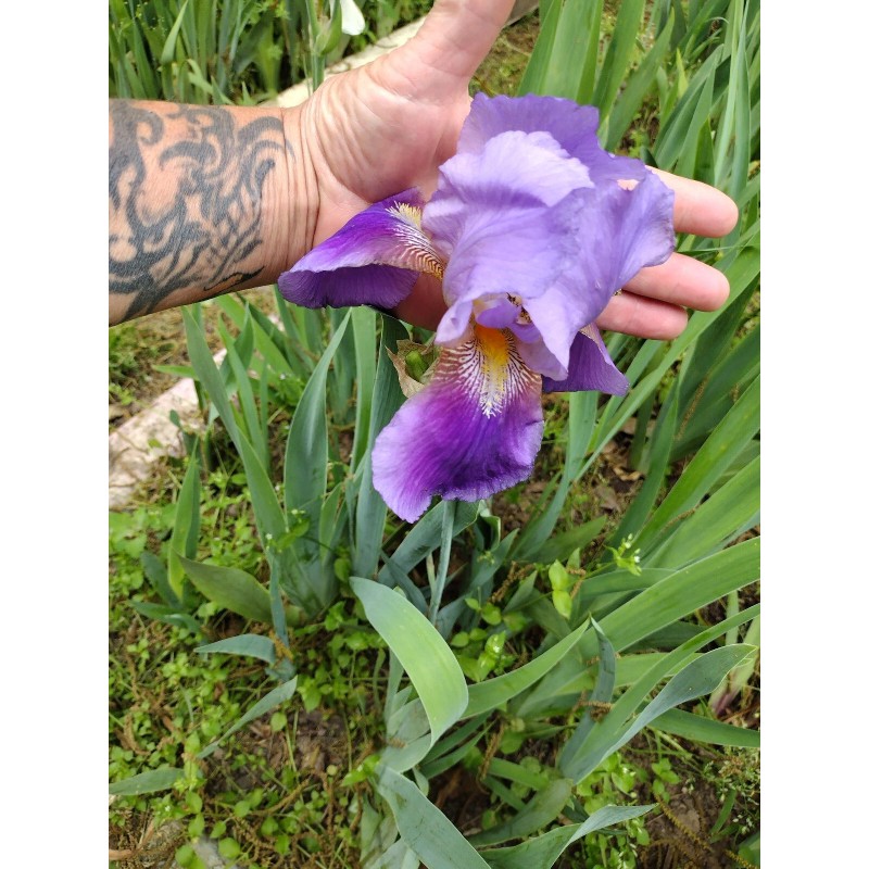 Bearded Iris 15 Bearded Iris Rhizomes – Easy to Grow,