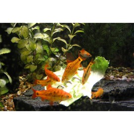 Fish Tank Aquarium Vegetable Feeder, Bottom Sinking Fish Feeder,Loach Feeder, Aquarium Vegetarian Feeder, Malawi Cichlid Snail Feeder,Fresh Food Holder for Fish Tank Bottom Feeder 1 Pack