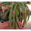 SUCCULENT ADDICTION 4" Rat Tail Live Cactus/Succule
