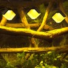 Solar Wall Lights Dual Light Modes IP55 Waterproof Long Life