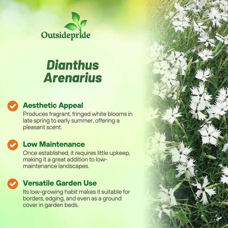 Outsidepride Arenarius White Dianthus Seeds for Planting - 2000 Pcs