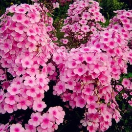 1000pcs/pack Phlox Seeds for Planting Mixed Color - Popstars Phlox Creeping Ground Cover - Annual Flower Seed for Home and Garden
