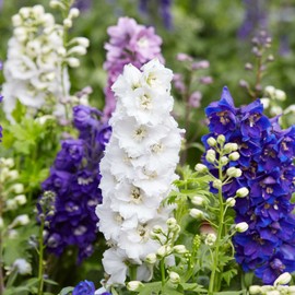 Larkspur Flower Garden Seeds - Giant Imperial Color Mix - 1 Oz - Annual Flower Gardening Seeds - Consolida ambigua