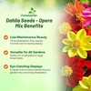 Outsidepride Opera Mix Dahlia Seeds for Planting - 400 Pcs
