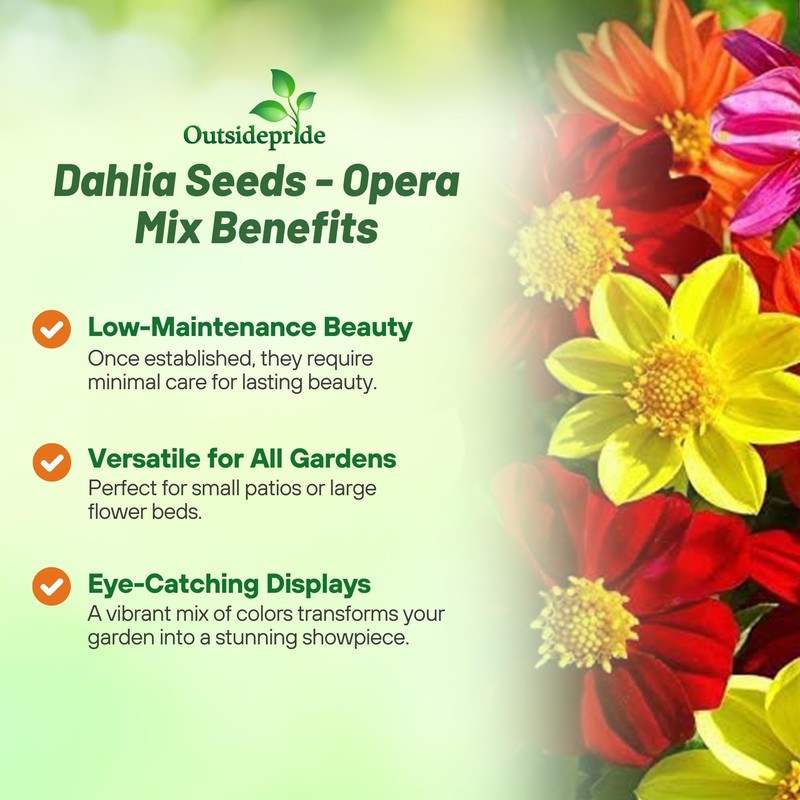Outsidepride Opera Mix Dahlia Seeds for Planting - 400 Pcs