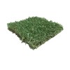 Zoysia Sod Slab for Plugs