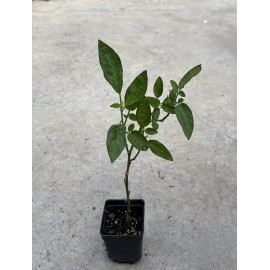 Pepino Plant 1 Pepino Melon From Old Plant Cutting With Pot 10” Golden Sweet Ginseng Fruit