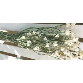Flowers Dried AMMOBIUM Flower bunch Bouquet All Natural Cottage core decorating Prim