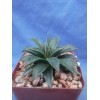 Crazy H Cactus "Bella" Mangave 3"+ STARTER Plant Agave &