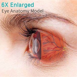 LVCHEN Human Eye Model Anatomy - Anatomical Eyeball Model 6X Enlarged with Removable 7 Parts for Science Medical Classroom Students Study Teaching Education & Display Stand