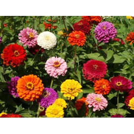 Zinnia Dahlia Flowered Mixture Nice Garden Flower by Seed Kingdom 4,000 Seeds
