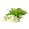 Health Embassy Sweet Woodruff Herb (Galium odoratum L), 50 g