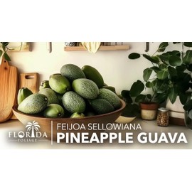 Pineapple Guava - 3 Live Plants - Feijoa Sellowiana - Edible Fruit and Flowering Foliage