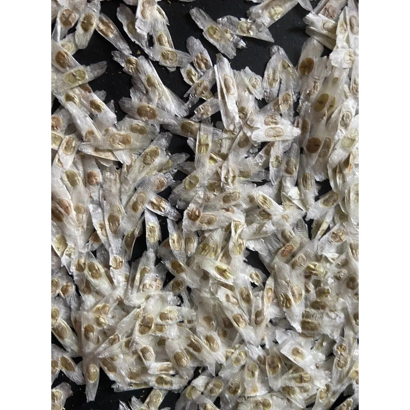 Unbranded 100 SEMILLAS DE TRONADORA DIABETINA ESPERANZA TECOMA STANS YELLOW