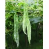 Inherited seeds 10 Snake Gourd Seeds Heirloom, Organic, Non-GMO, Grown