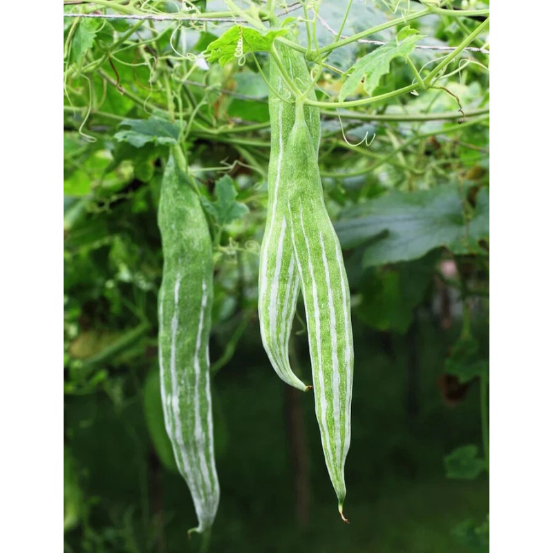 Inherited seeds 10 Snake Gourd Seeds Heirloom, Organic, Non-GMO, Grown