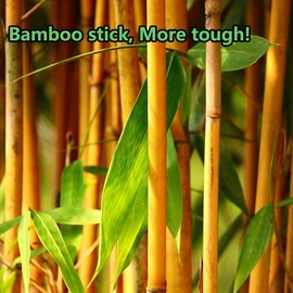 3600pcs Precision Tip Cotton Swabs for Makeup, Bamboo Sticks and Double Pointed