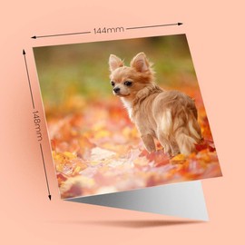 1 x Greeting Card Pretty Autumn Walk Chihuahua Dog Puppy - Blank Birthday Celebration Anniversary #46189