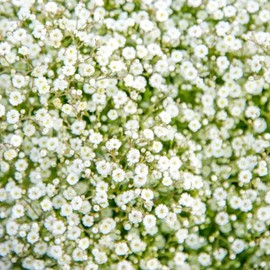 1000+ Mixed Baby's Breath Flower Seeds Annual Baby's Breath Flower Perennial Cut Flowers Non-GMO Gypsophila Paniculata Garden Outdoor