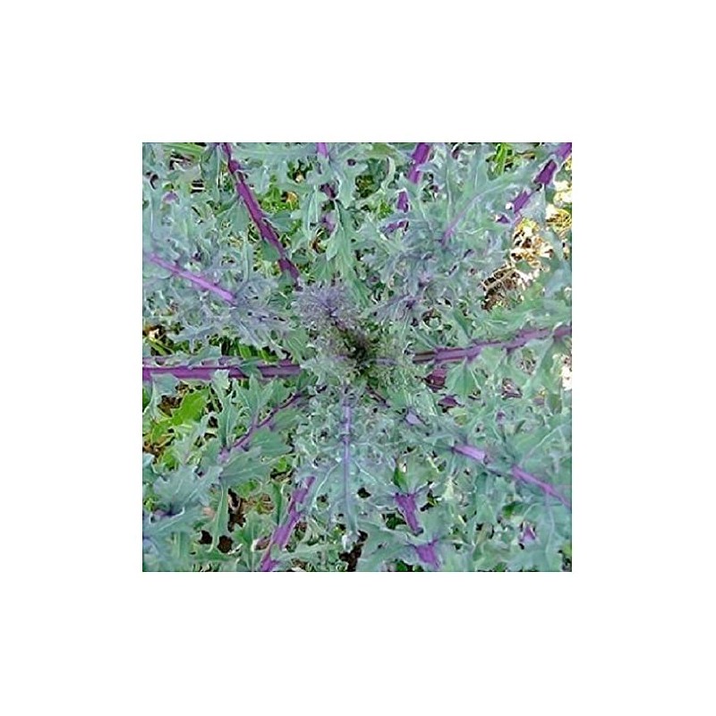 Red Russian Kale - 1000+ Heirloom Seeds, Non-GMO