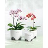 Meshpot 5 inch Orchid Pots with Holes for Repotting with