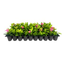 Ixora Dwarf Pink Taiwanensis | 3 Live Plants | Ixora Chinensis | Perfect for Compact Spaces | Vibrant Tropical Blooms