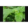 Jamaican Callaloo Seeds! (Amaranth) Black Seeds
