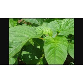 Jamaican Callaloo Seeds! (Amaranth) Black Seeds