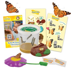 Insect Lore Cup of Caterpillars Deluxe | 5 Live Baby Caterpillars | Stickers & Chrysalis Holding Log Included | Painted Lady Butterflies | Refill for Butterfly Garden