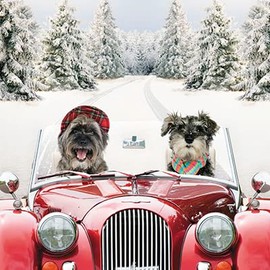 Charity Christmas Cards Box of 20 - Festive Driving Dogs - 10 Cards Each of 2 Designs - Made in the UK - Eco-Friendly