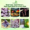 Outsidepride Dark Opal Basil Seeds – 1000 Pieces Annual Purple