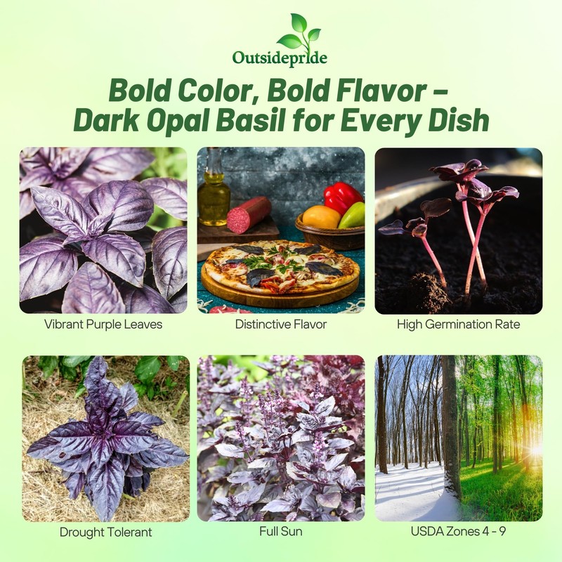 Outsidepride Dark Opal Basil Seeds – 1000 Pieces Annual Purple