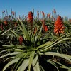 Aloe Arborescens S/alcol 830g