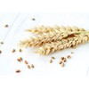 Wheat Berries, 3 Pounds — Non-GMO Verified, Sprouting for Wheatgrass,