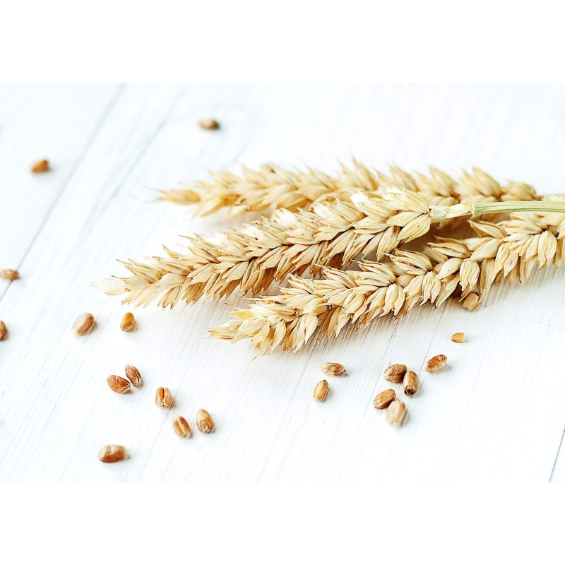 Wheat Berries, 3 Pounds — Non-GMO Verified, Sprouting for Wheatgrass,