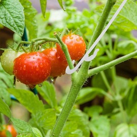 BOBOZHONG Tomato Support,tomato hook,100Pcs Tomato Support Hooks Tomato Holder Hook Vegetable Planting Supplies to Prevent Fruit Cluster From Pinching Bending Snapping or Falling off