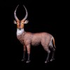 CollectA Waterbuck