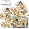 Vxcvzv Sea Shells Different Shape Ocean Seashells Mixed Sea Shells