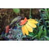Wild Wings WWSFHF5 So Real Single Flower Hummingbird Feeder, Red/Yellow