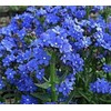 500 Blue Italian Alkanet Anchusa Capensis Flower Seeds Cape Forget-Me-Not