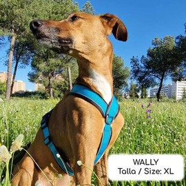 Reflective Anti-Pull Harness in "Y" Shape: Ideal for Lebreles: Italian Greyhound, Whippet, Greyhound, Podenco - Safe, Breathable & Durable - Perfect for Walking, Training and Running - SKY, L