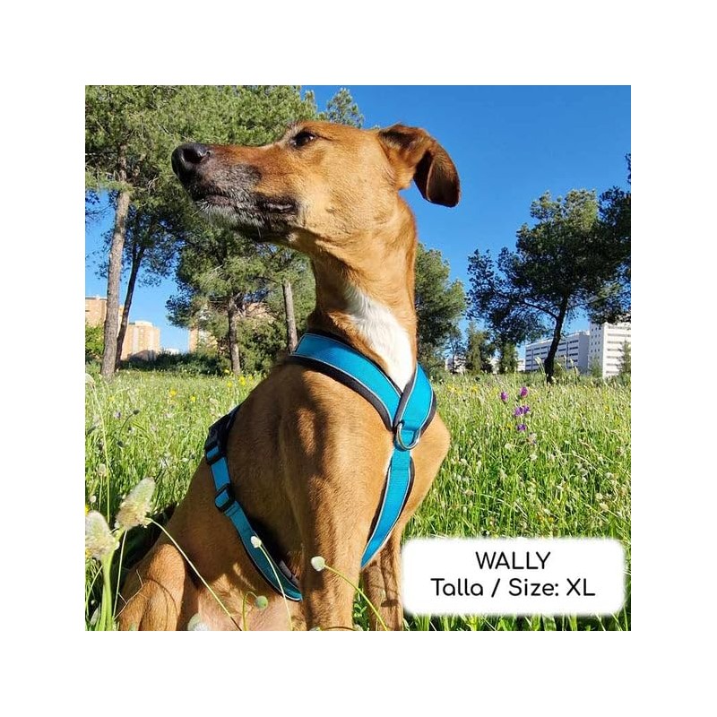 Reflective Anti-Pull Harness in "Y" Shape: Ideal for Lebreles: Italian