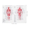 ULTECHNOVO Anatomical Poster - Learning Muscular System Anatomical Poster -