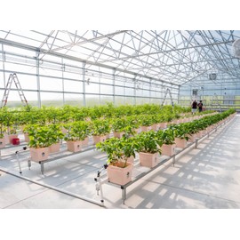 Pepper Joe’s Mucho Nacho Pepper Seeds ­­­­­– Pack of 10+ Hybrid Jalapeno Pepper Seeds – USA Grown ­– Premium Non-GMO Large Jalapeno Seeds for Planting in Your Garden