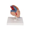3B Scientific G08/1 Classic Heart w/ Thymus 3-part - 3B