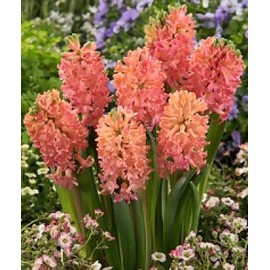 10 Sweet Invitation Hyacinth Bulbs